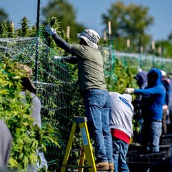 Cannabis grown outdoors is considered inferior. A Michigan pot farm wants to change that.